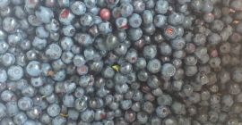 Poszukuję odbiorcy jagody leśnej. Cena do uzgodnienia. Tel. 507529378