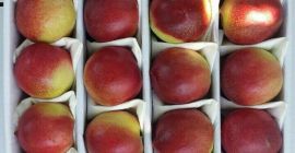 produkt ekologiczny bez GMO