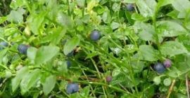 Sprzedam świeżą jagodę, 17 zł /kg