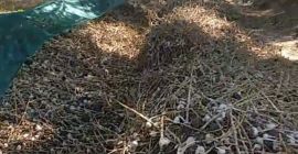 Będę sprzedawał organiczny czosnek do siewu, komercyjny i niespełniający