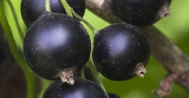 Dzień dobry, sprzedam - zrywaną w sposób ręczny -
