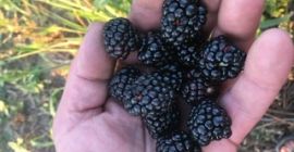Blackberryes na sprzedaż. Odmiana Thornfree. Numer telefonu: +40734031759