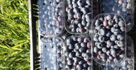 Sprzedam Borówkę Amerykańską Owoce świeżo zebrane. Plantacja 11ha. Zapraszam