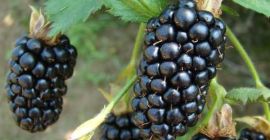 Sprzedam Jeżynę, duże ilości, trzy odmiany, długa współpraca.