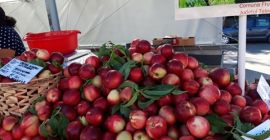 Prywatny producent sprzedający cudowną nektarynę, wyjątkowy aromat (jakby można