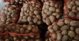 ZIemniak Odmiany DENAR VINETA. Pakowany w worki 15kg kaliber