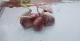 Witam,posiadam w sprzedaży czosnek odmiana harnaś w kalibrach od