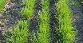 Sprzedam SZCZYPIOREK! Bardzo ładny towar zielony i zdrowy. Cena