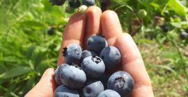 Posiadam do sprzedaży borówkę amerykańską z gospodarstwa ekologicznego (borówka