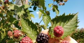 Witam, jestem producentem jeżyn na powierzchni 30 terenów. Aby