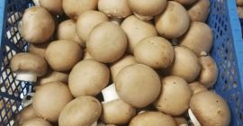 Sprzedam pieczarke brązową 1klase,do odbioru już.Pieczarki pakowane w skrzynkach