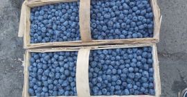 Sprzedam borówkę z własnej uprawy . Ok. 500 kg