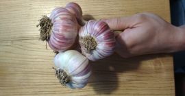 Sprzedam czosnek Harnaś zimowy. Bez herbicydów z własnej plantacji.