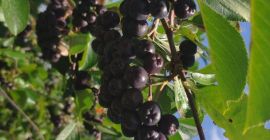 Aronia ekologiczna, świeże owoce