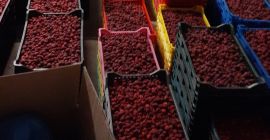 Sprzedam maliny mrożone ilości 10 ton. Towar przechowywany jest