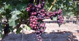 Winogrona CARDINAL. Zbiór planowany jest na 10-15 sierpnia. Plantacja