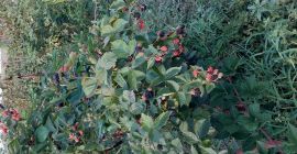 Kultura organiczna jeżyny