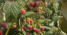Sprzedaję maliny, 15 lei / kg i jeżyny po