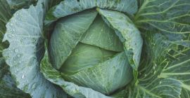 Kapusta prosto z pola. Sprzedaż hurt i detal.