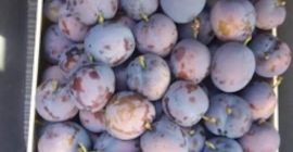 Sprzedam Sliwke Stanley jakość koncepcyjna oraz przemysłowa . Ilości