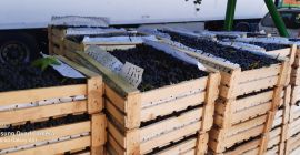 Sprzedawane winogrona z Tadżykistanu w drewnianych pudełkach zapakowanych w