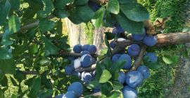 Sprzedam ok. 500 kg śliwki odmiana Kalipso. Bardzo smaczna