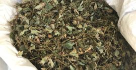 Sprzedam wysuszone liście truskawek z własnej plantacji .