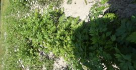 Nac pietruszki oraz pietruszkę dusza ilości 05 ha halbange