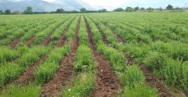 Mam do sprzedania ekologiczne oregano produkowane w Grecji, wysokiej
