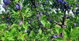 Odmiany Prune Stanley i Anaspath