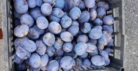 Sprzedam śliwki śliwkowe na działkę dżemową nr tel. 0767258447.