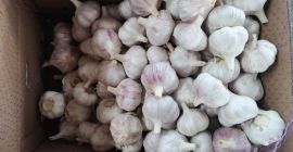 Nasza firma eksportuje najwyższej jakości czosnek chiński do krajów