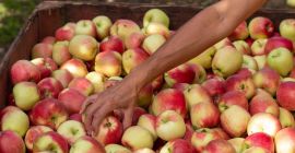 Nazwa produktu Wysokiej jakości świeże owoce jabłkowe Oryginalna odmiana