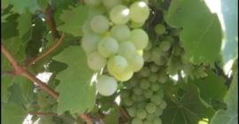 Sprzedaję świeże winogrona własnej produkcji żywe recas - białe