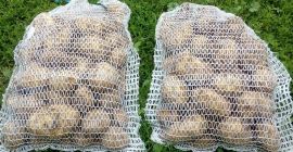 Ziemniaki z własnego gospodarstwa. Cena 1zł za 1kg, w