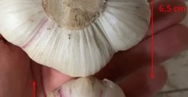 Witam, Mam do sprzedania ZDROWY czosnek, który przeszedł POZYTYWNIE