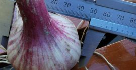 Sprzedam czosnek Harnaś z tegorocznego zbioru. Sprzedaż na brudno.