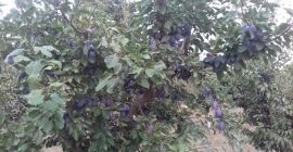 Sprzedam hurtowo śliwki stanley