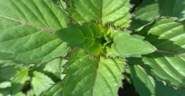 suszona mięta pieprzowa