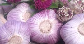 Serwuje suszony czosnek 3,50 € / kg,