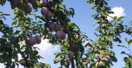 Witam. Sprzedam Sliwe prezydenta ok 2 T