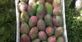 Sprzedam mango zbierane ręcznie na zamówienie,bardzo smaczne,kraj pochodzenia Egipt,kontener