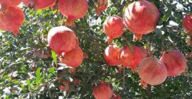 Granat ze słonecznej krainy Uzbekistanu .. !!!