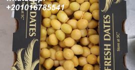 Alshams company for general import &export in EGYPT #Fresh_dates