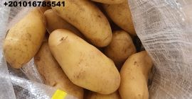 Alshams company for general import & export #fresh_potatoes with