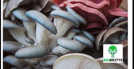 Boczniaki, potoczna nazwa gatunku Pleurotus ostreatus, to jeden z