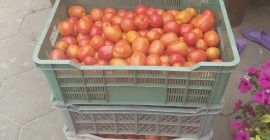 Pomidor gruntowy codziennie zrywany ok 200 kg dziennie