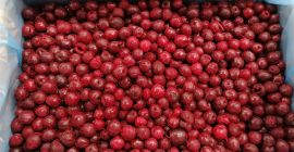 Wiśnia mrożona bez pestki Odbiór z Bolimowa (województwo łódzkie)