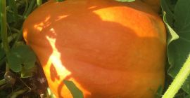 Dynia 100% Ekologiczna