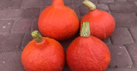 Sprzedam dynię odmiana Hokkaido oraz Halloween w dużych ilościach